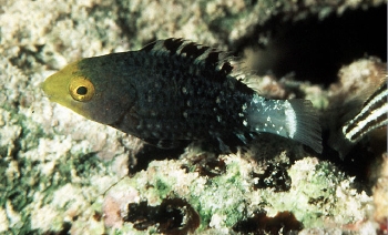  Scarus altipinnis (Filament-finned Parrotfish)